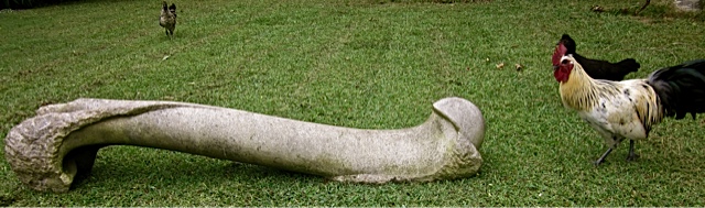 10 - Fémur de perro - piedra granito - 150x30x25cm - 2007